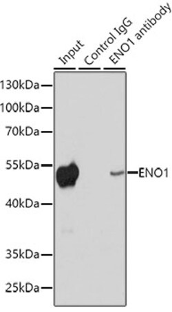 Invitrogen ENO1 Polyclonal Antibody 100 μL; Unconjugated:Antibodies,