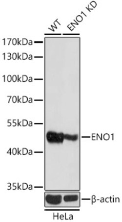 Invitrogen ENO1 Polyclonal Antibody 100 μL; Unconjugated:Antibodies,