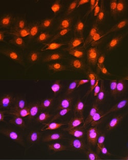 Invitrogen PCBP1 Polyclonal Antibody 100 &mu;L; Unconjugated:Antibodies,