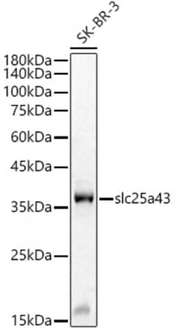 Invitrogen SLC25A43 Polyclonal Antibody 100 &mu;L; Unconjugated:Antibodies,