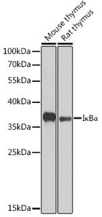 IkB alpha Polyclonal Antibody, Invitrogen™