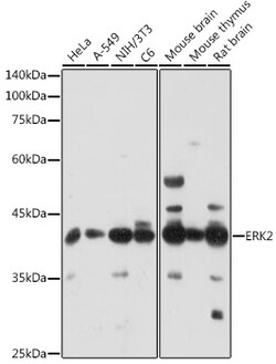 Invitrogen ERK2 Polyclonal Antibody 100 &mu;L; Unconjugated:Antibodies,