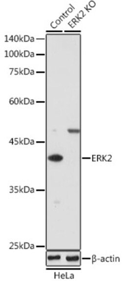 Invitrogen ERK2 Polyclonal Antibody 100 &mu;L; Unconjugated:Antibodies,