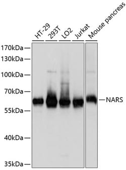 Invitrogen NARS Polyclonal Antibody 100 &mu;L; Unconjugated:Antibodies,