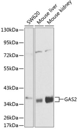 Invitrogen GAS2 Polyclonal Antibody 100 μL; Unconjugated:Antibodies,
