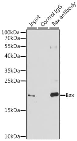 Bax Polyclonal Antibody:Antibodies, Polyclonal