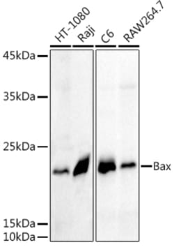 Bax Polyclonal Antibody:Antibodies, Polyclonal