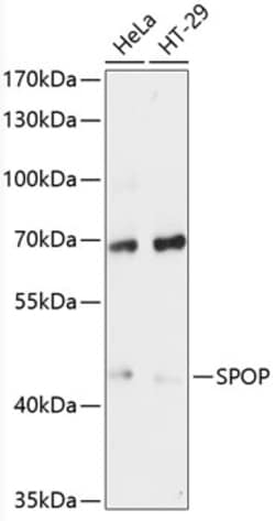 Invitrogen SPOP Polyclonal Antibody 100 &mu;L; Unconjugated:Antibodies,