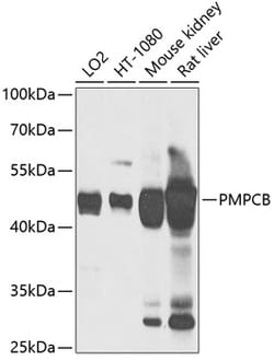 Invitrogen PMPCB Polyclonal Antibody 100 &mu;L; Unconjugated:Antibodies,