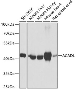 Invitrogen ACADL Polyclonal Antibody 100 &mu;L; Unconjugated:Antibodies,