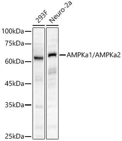 Invitrogen AMPK alpha-1,2 Polyclonal Antibody 100 μL; Unconjugated:Antibodies,