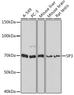 Invitrogen SP3 Polyclonal Antibody 100 &mu;L; Unconjugated:Antibodies,