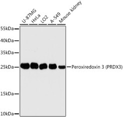 Invitrogen PRDX3 Polyclonal Antibody 100 &mu;L; Unconjugated:Antibodies,