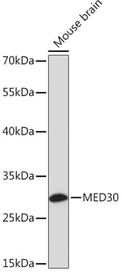 Invitrogen MED30 Polyclonal Antibody 100 &mu;L; Unconjugated:Antibodies,