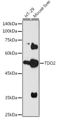 Invitrogen TDO2 Polyclonal Antibody 100 &mu;L; Unconjugated:Antibodies,