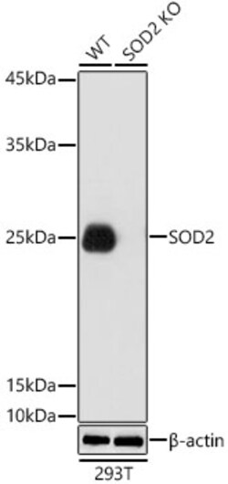 Invitrogen SOD2 (MnSOD) Polyclonal Antibody 100 &mu;L; Unconjugated:Antibodies,