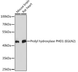 Invitrogen PHD1 Polyclonal Antibody 100 &mu;L; Unconjugated:Antibodies,