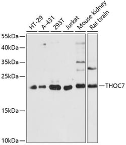 Invitrogen THOC7 Polyclonal Antibody 100 &mu;L | Buy Online | Invitrogen&trade; | Fisher Scientific
