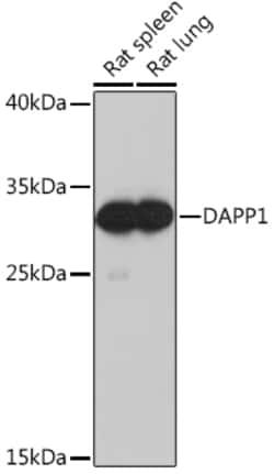 Invitrogen DAPP1 Polyclonal Antibody 100 &mu;L; Unconjugated:Antibodies,