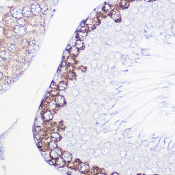 Invitrogen DAZL Polyclonal Antibody 100 &mu;L; Unconjugated:Antibodies,