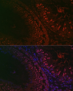 Invitrogen DAZL Polyclonal Antibody 100 &mu;L; Unconjugated:Antibodies,