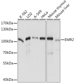 Invitrogen EMR2 Polyclonal Antibody 100 &mu;L; Unconjugated:Antibodies,