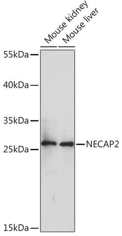 Invitrogen NECAP2 Polyclonal Antibody 100 &mu;L; Unconjugated:Antibodies,