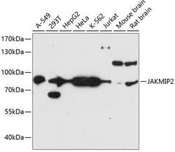 Invitrogen JAKMIP2 Polyclonal Antibody 100 &mu;L; Unconjugated:Antibodies,