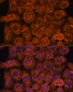 Invitrogen INMT Polyclonal Antibody 100 &mu;L; Unconjugated:Antibodies,