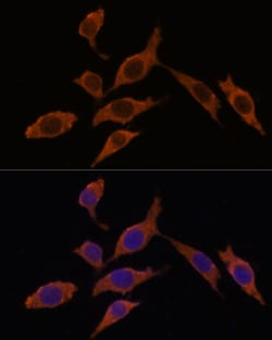 Invitrogen INMT Polyclonal Antibody 100 &mu;L; Unconjugated:Antibodies,