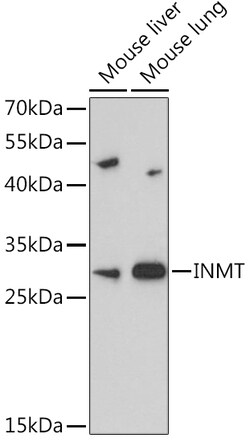 Invitrogen INMT Polyclonal Antibody 100 &mu;L; Unconjugated:Antibodies,