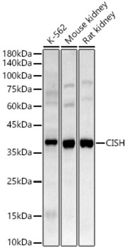 Invitrogen CIS Polyclonal Antibody 100 &mu;L; Unconjugated:Antibodies,