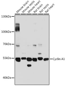 Invitrogen Cyclin A1 Polyclonal Antibody 100 &mu;L; Unconjugated:Antibodies,