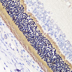 Invitrogen PDC Polyclonal Antibody 100 &mu;L; Unconjugated:Antibodies,