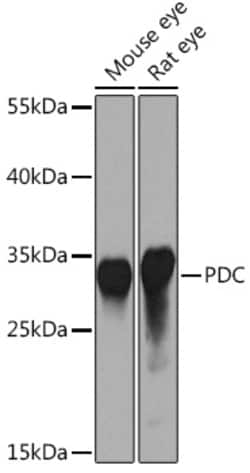 Invitrogen PDC Polyclonal Antibody 100 &mu;L; Unconjugated:Antibodies,