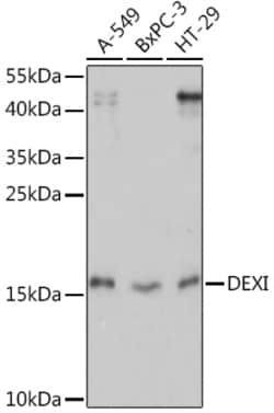 Invitrogen DEXI Polyclonal Antibody 100 &mu;L; Unconjugated:Antibodies,