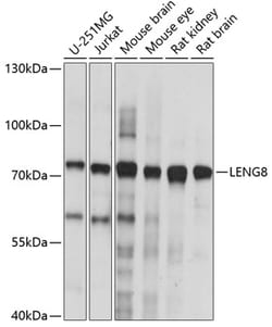 Invitrogen LENG8 Polyclonal Antibody 100 &mu;L; Unconjugated:Antibodies,