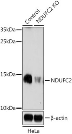 Invitrogen NDUFC2 Polyclonal Antibody 100 &mu;L; Unconjugated:Antibodies,