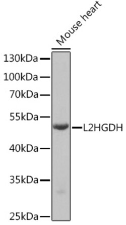 Invitrogen L2HGDH Polyclonal Antibody 100 &mu;L; Unconjugated:Antibodies,