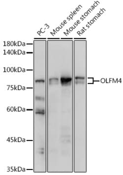 Invitrogen OLFM4 Polyclonal Antibody 100 &mu;L; Unconjugated:Antibodies,