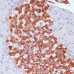Invitrogen KANK2 Polyclonal Antibody 100 &mu;L; Unconjugated:Antibodies,