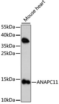 APC11 Polyclonal Antibody:Antibodies, Polyclonal