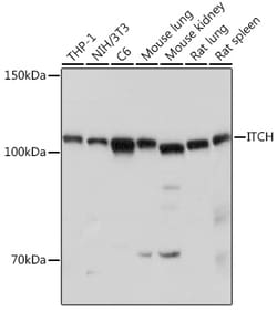 Invitrogen ITCH Polyclonal Antibody 100 &mu;L; Unconjugated:Antibodies,