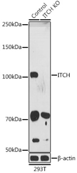 Invitrogen ITCH Polyclonal Antibody 100 &mu;L; Unconjugated:Antibodies,