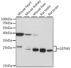 Invitrogen GSTM5 Polyclonal Antibody 100 &mu;L; Unconjugated:Antibodies,