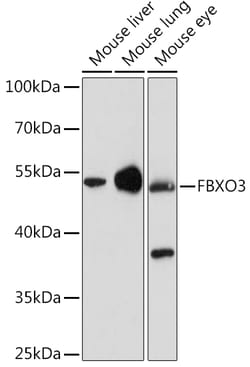 Invitrogen FBXO3 Polyclonal Antibody 100 &mu;L; Unconjugated:Antibodies,