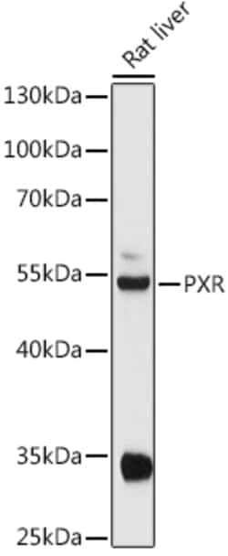 Invitrogen PXR Polyclonal Antibody 100 &mu;L; Unconjugated:Antibodies,