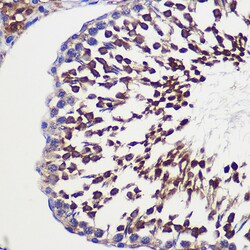Invitrogen GCP6 Polyclonal Antibody 100 &mu;L; Unconjugated:Antibodies,