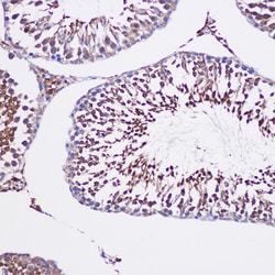 Invitrogen GCP6 Polyclonal Antibody 100 &mu;L; Unconjugated:Antibodies,