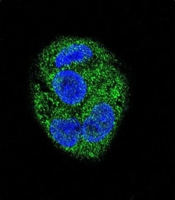 Invitrogen KChIP3 Polyclonal Antibody 400 &mu;L; Unconjugated:Antibodies,